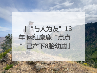 “与人为友”13年 网红麋鹿“点点”已产下8胎幼崽