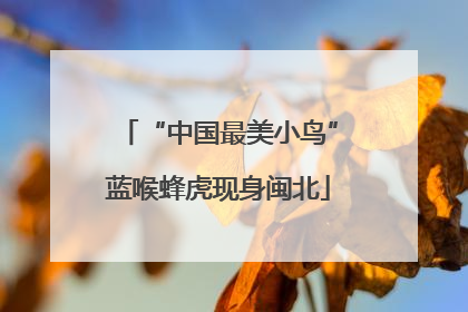 “中国最美小鸟”蓝喉蜂虎现身闽北