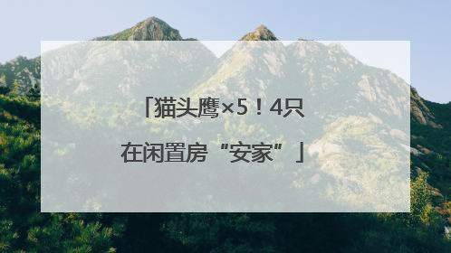 猫头鹰×5！4只在闲置房“安家”