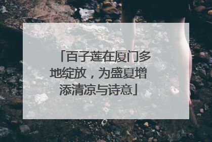 百子莲在厦门多地绽放，为盛夏增添清凉与诗意