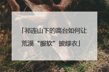祁连山下的高台如何让荒漠“服软”披绿衣