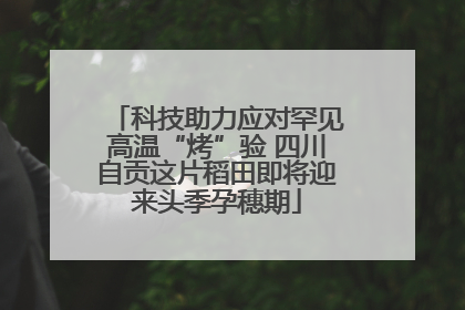 科技助力应对罕见高温“烤”验 四川自贡这片稻田即将迎来头季孕穗期