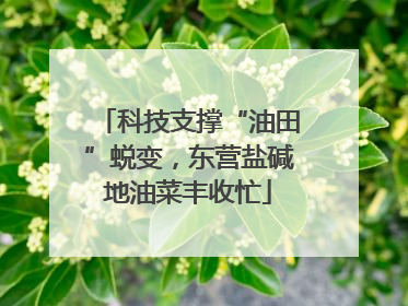 科技支撑“油田”蜕变，东营盐碱地油菜丰收忙