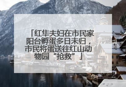 红隼夫妇在市民家阳台孵蛋多日未归，市民将蛋送往红山动物园“抢救”