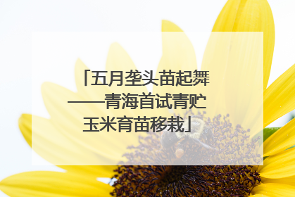 五月垄头苗起舞——青海首试青贮玉米育苗移栽