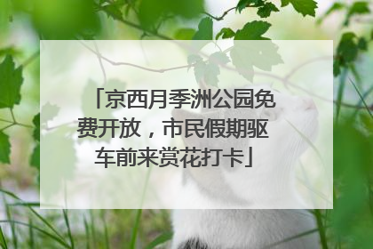 京西月季洲公园免费开放，市民假期驱车前来赏花打卡