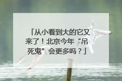 从小看到大的它又来了！北京今年“吊死鬼”会更多吗？