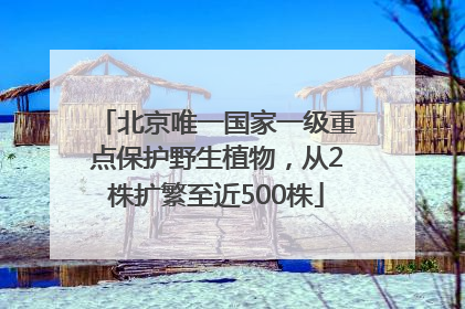 北京唯一国家一级重点保护野生植物，从2株扩繁至近500株