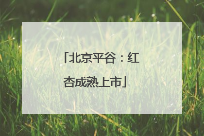 北京平谷：红杏成熟上市