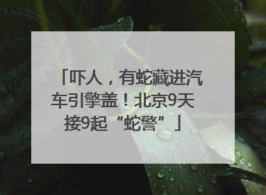 吓人，有蛇藏进汽车引擎盖！北京9天接9起“蛇警”