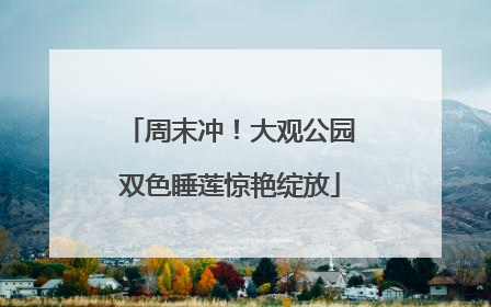 周末冲！大观公园双色睡莲惊艳绽放