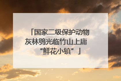 国家二级保护动物灰林鸮光临竹山上庸“鲜花小镇”