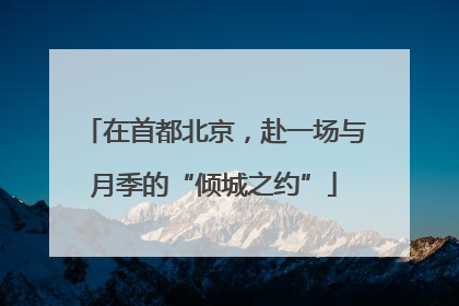 在首都北京，赴一场与月季的“倾城之约”