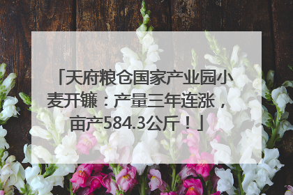 天府粮仓国家产业园小麦开镰：产量三年连涨，亩产584.3公斤！
