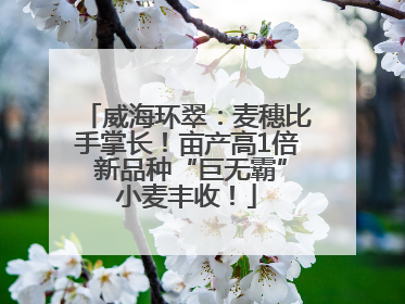 威海环翠：麦穗比手掌长！亩产高1倍 新品种“巨无霸”小麦丰收！