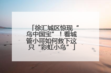 徐汇城区惊现“鸟中国宝”！看城管小哥如何救下这只“彩虹小鸟”