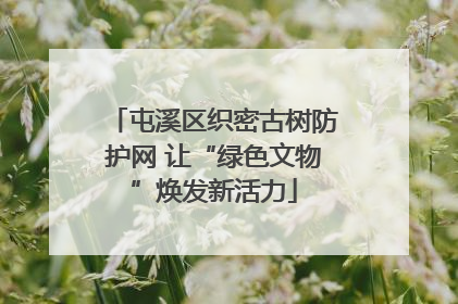 屯溪区织密古树防护网 让“绿色文物”焕发新活力