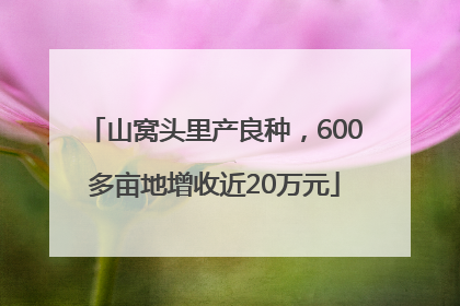 山窝头里产良种，600多亩地增收近20万元