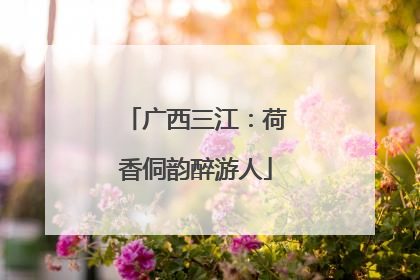 广西三江：荷香侗韵醉游人