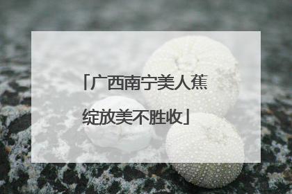 广西南宁美人蕉绽放美不胜收
