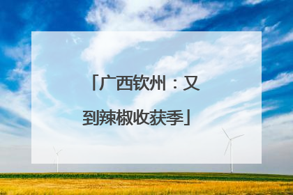 广西钦州：又到辣椒收获季