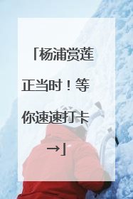杨浦赏莲正当时！等你速速打卡→
