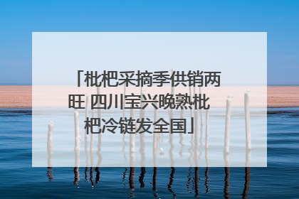 枇杷采摘季供销两旺 四川宝兴晚熟枇杷冷链发全国