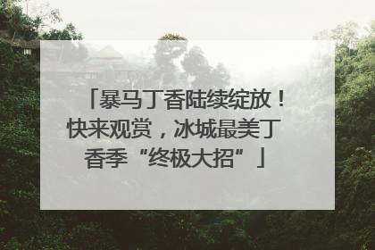 暴马丁香陆续绽放！快来观赏，冰城最美丁香季“终极大招”