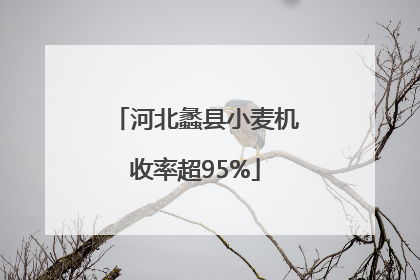 河北蠡县小麦机收率超95%