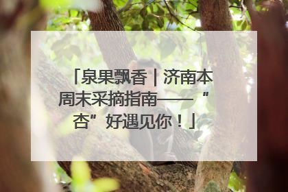 泉果飘香｜济南本周末采摘指南——“杏”好遇见你！