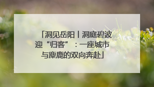 洞见岳阳丨洞庭碧波迎“归客”：一座城市与麋鹿的双向奔赴