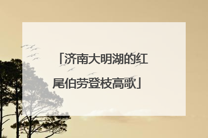 济南大明湖的红尾伯劳登枝高歌