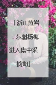 浙江黄岩：东魁杨梅进入集中采摘期