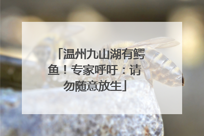 温州九山湖有鳄鱼！专家呼吁：请勿随意放生