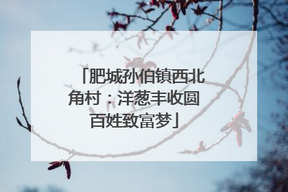 肥城孙伯镇西北角村：洋葱丰收圆百姓致富梦