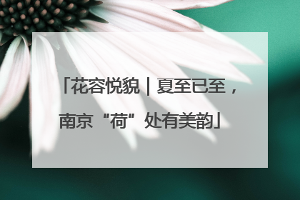 花容悦貌｜夏至已至，南京“荷”处有美韵