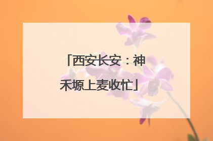 西安长安：神禾塬上麦收忙