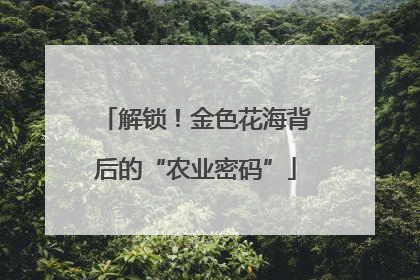 解锁！金色花海背后的“农业密码”