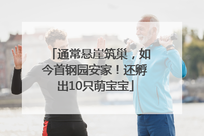 通常悬崖筑巢，如今首钢园安家！还孵出10只萌宝宝