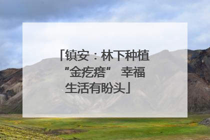 镇安：林下种植“金疙瘩” 幸福生活有盼头
