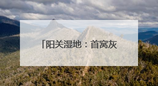 阳关湿地：首窝灰雁“宝宝”出窝了