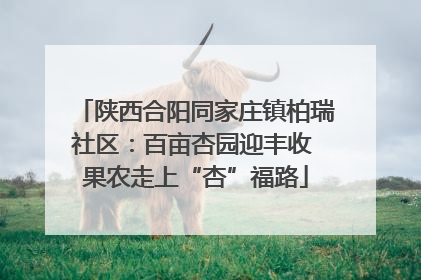 陕西合阳同家庄镇柏瑞社区：百亩杏园迎丰收 果农走上“杏”福路