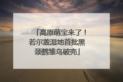 高原萌宝来了！若尔盖湿地首批黑颈鹤雏鸟破壳