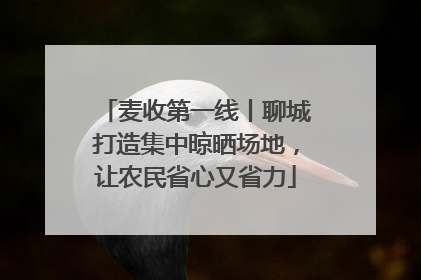 麦收第一线丨聊城打造集中晾晒场地，让农民省心又省力