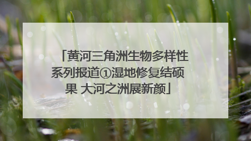 黄河三角洲生物多样性系列报道①湿地修复结硕果 大河之洲展新颜