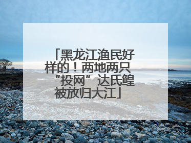 黑龙江渔民好样的！两地两只“投网”达氏鳇被放归大江