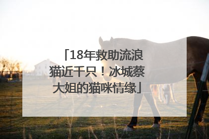 18年救助流浪猫近千只！冰城蔡大姐的猫咪情缘
