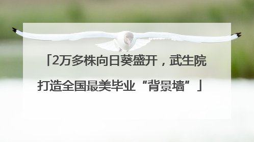 2万多株向日葵盛开，武生院打造全国最美毕业“背景墙”