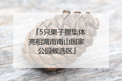 5只果子狸集体亮相湖南南山国家公园候选区