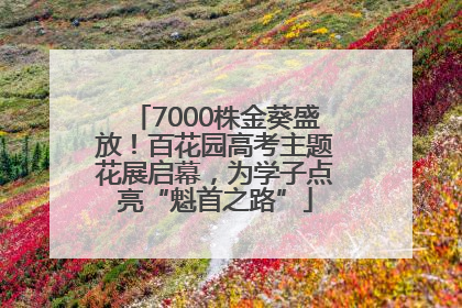 7000株金葵盛放！百花园高考主题花展启幕，为学子点亮“魁首之路”